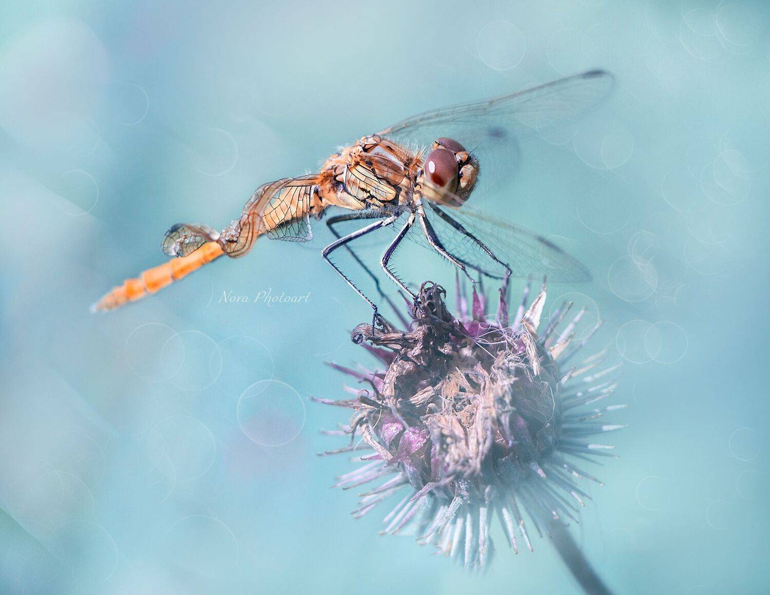 макрофотография, macro, макромир, макросъёмка, фотоприроды, nature, артфото, фотомакро, боке, мануальнаяоптика, макро, макрофото, макросъемка, красота, стрекоза, Svetlana Smirnova