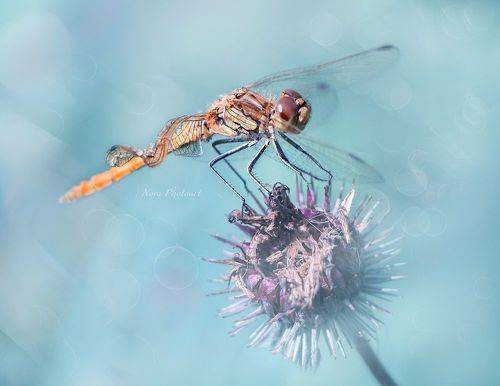 С подбитым крылом