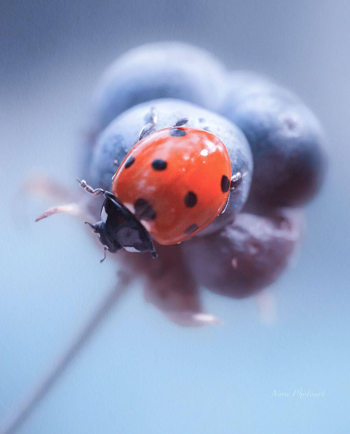 макрофотография, macro, макромир, макросъёмка, фотоприроды, nature, артфото, фотомакро, боке, мануальнаяоптика, макро, макрофото, макросъемка, красота, божьякоровка, Svetlana Smirnova