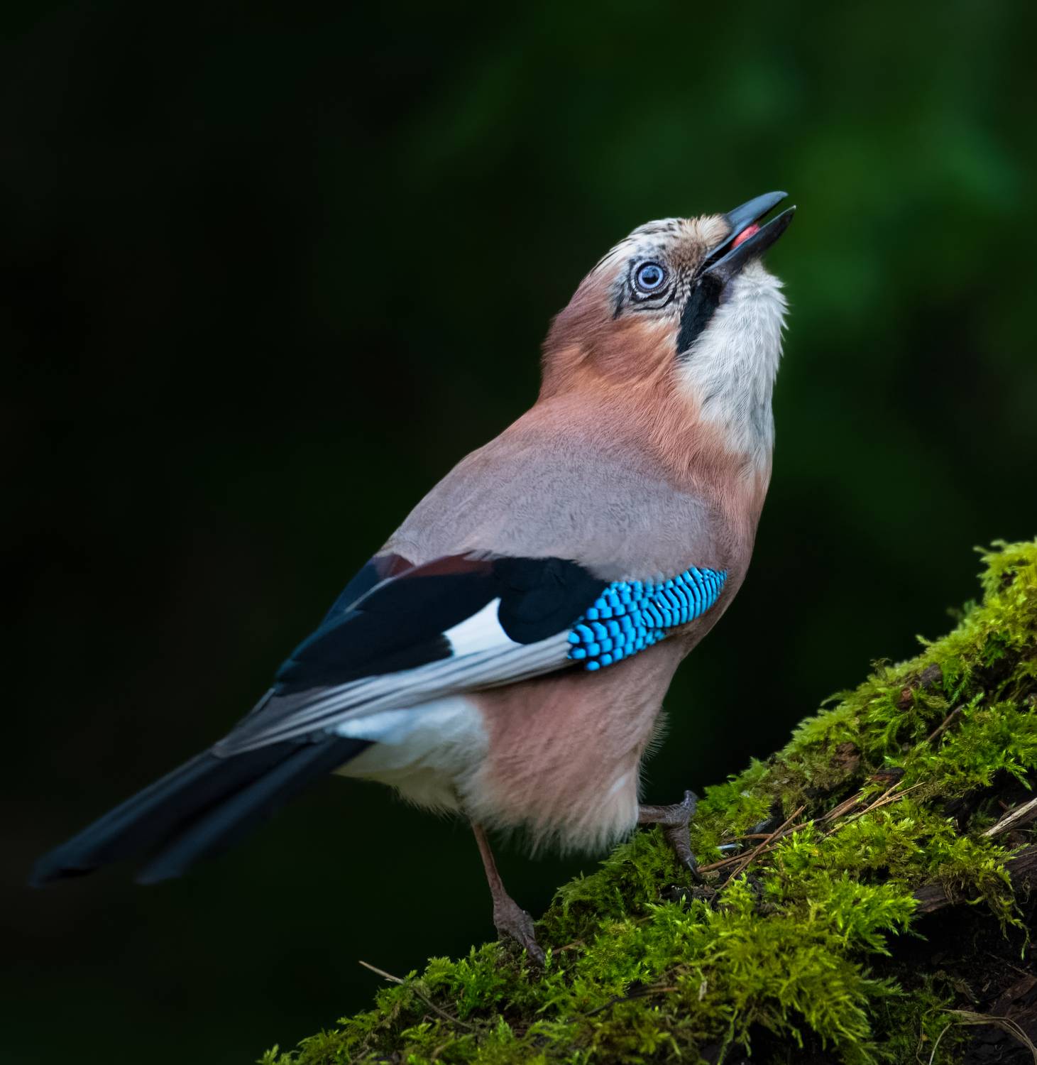 , Никон Александр
