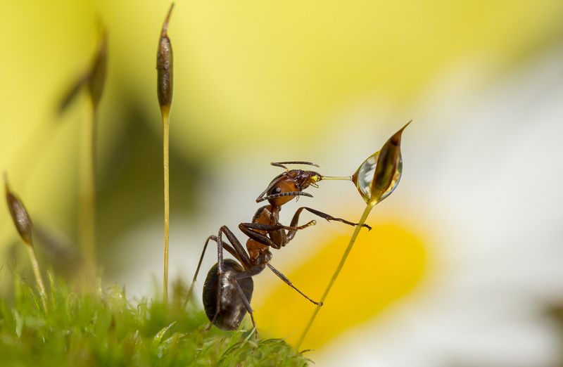 Прощальный поцелуй капельки фото превью