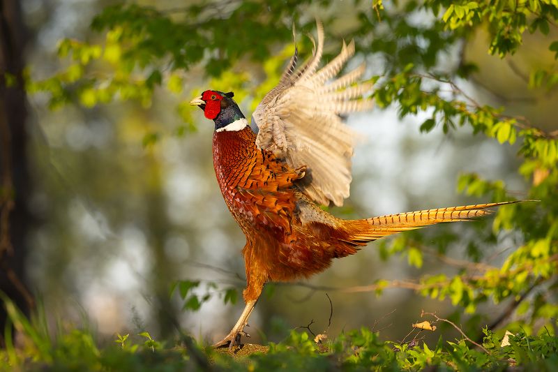 Pheasant фото превью