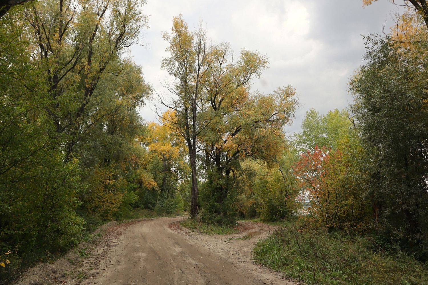 осень,природа,дорога,деревья, Козлова Галина