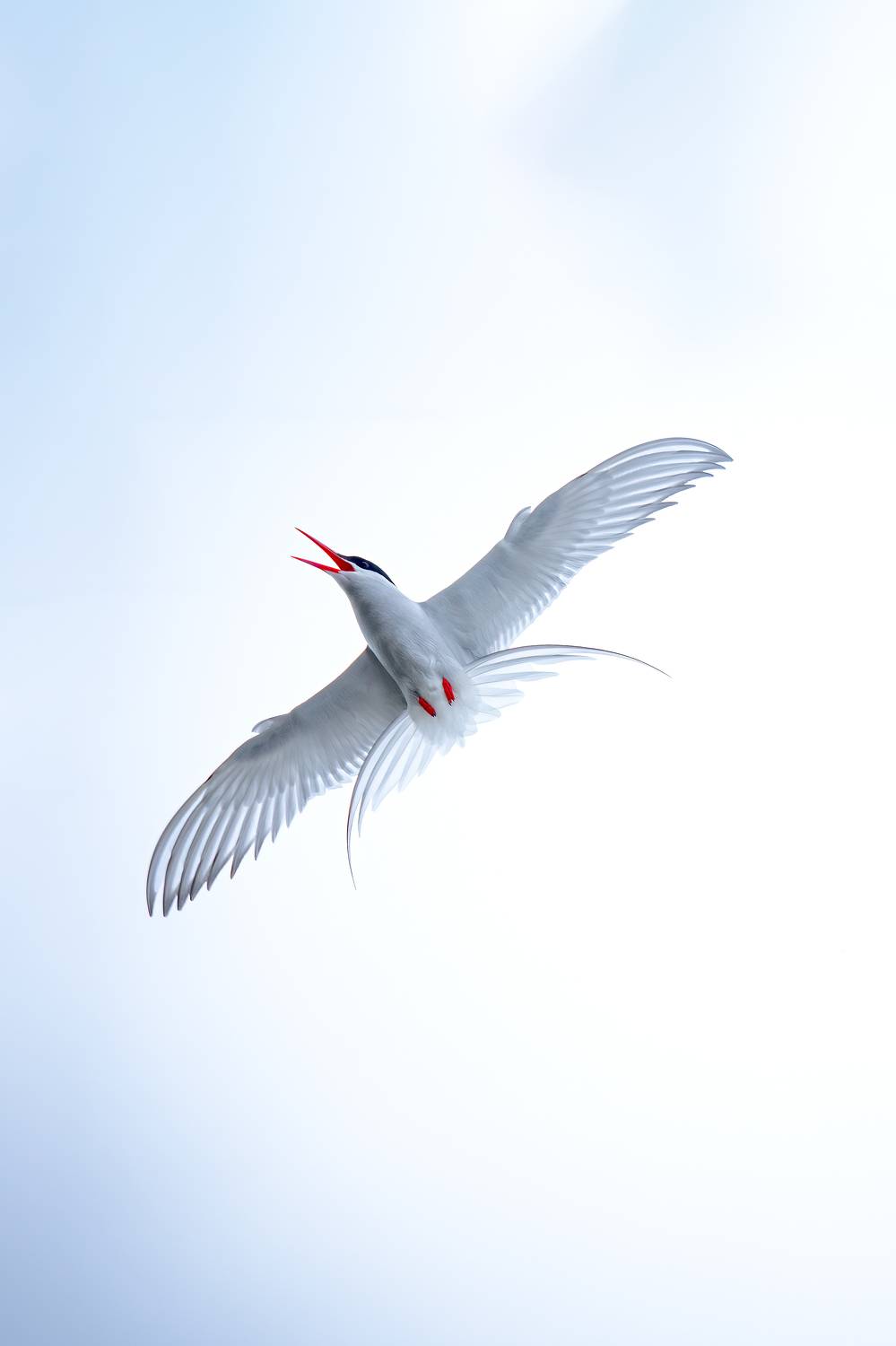 , Lyubomir Momchilov