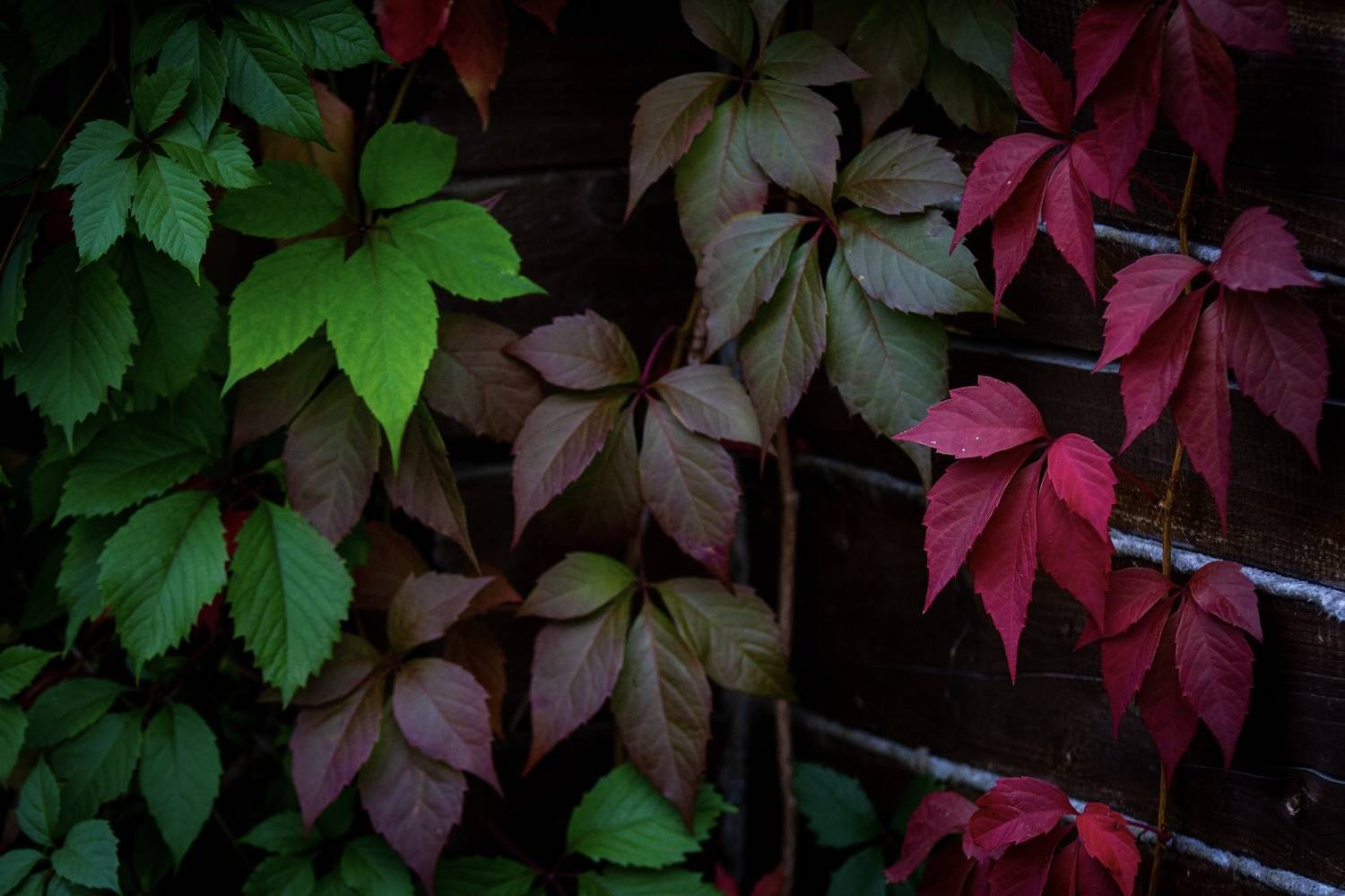 , Сергей Фаренюк