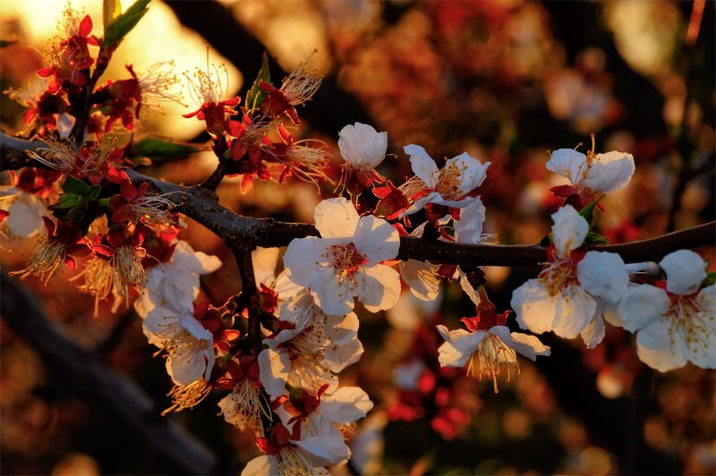 Мечты о весне фото превью