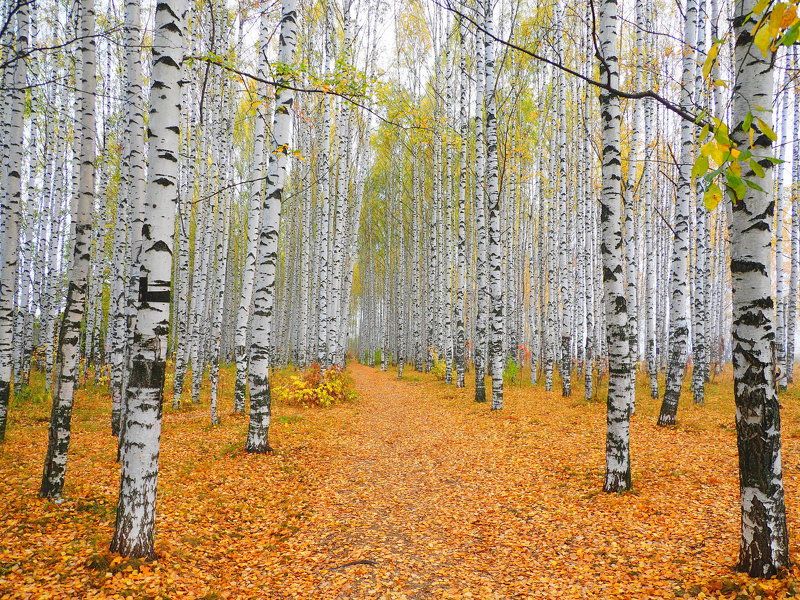 Белая осенняя фото превью