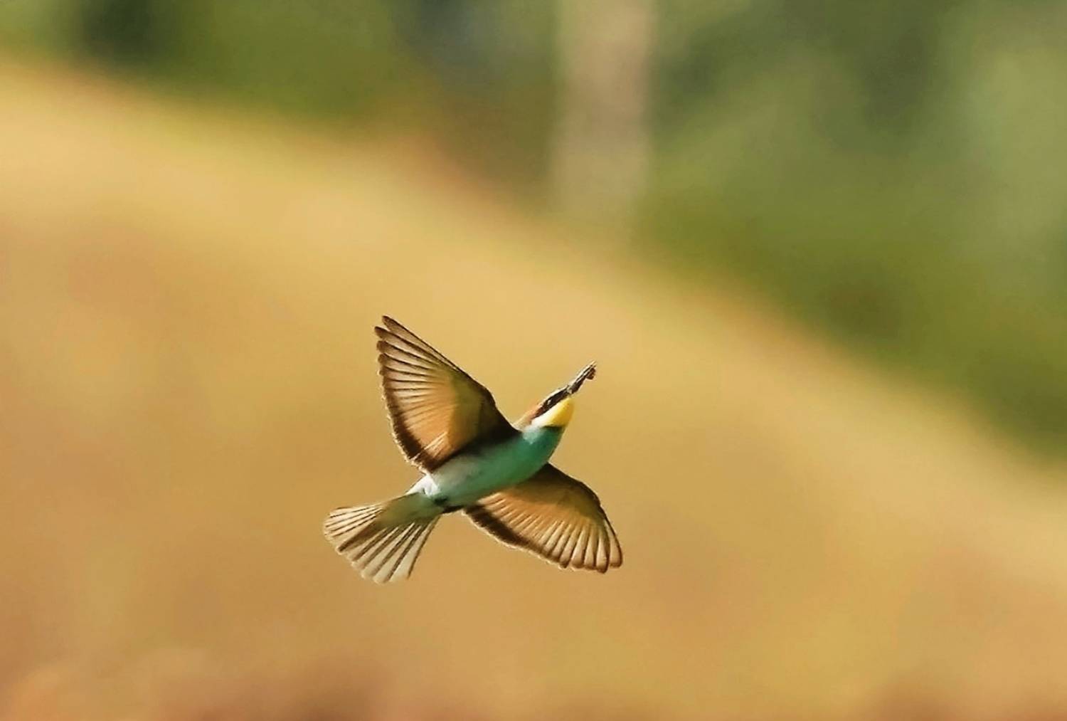 , Красимир Георгиев