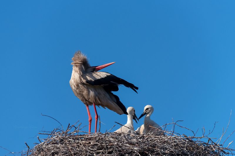 ***аисты фото превью