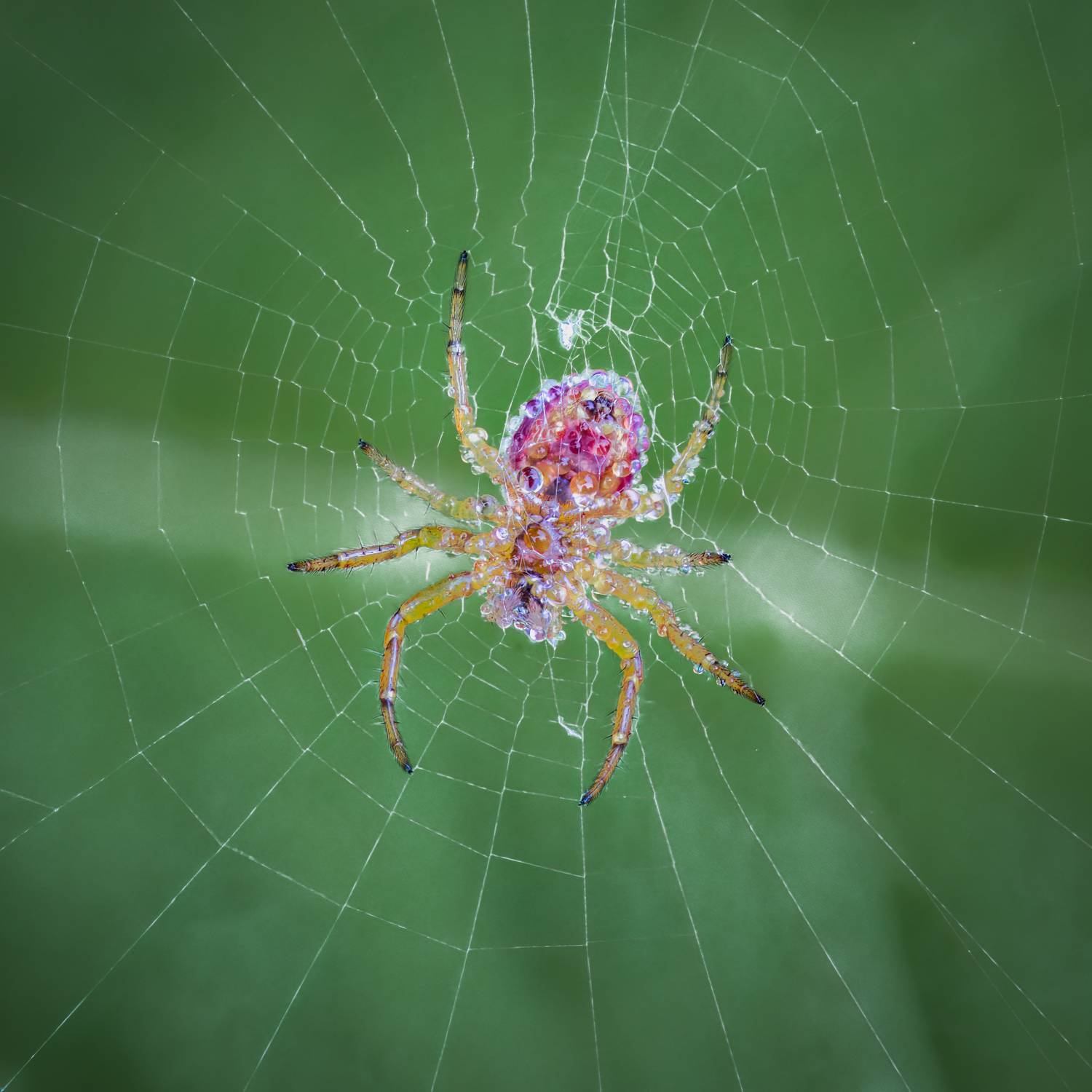 spider, animal, wild, insect, arachnid, leaf, macro,, Atul Saluja