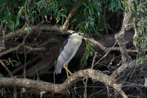 Nycticorax nycticorax