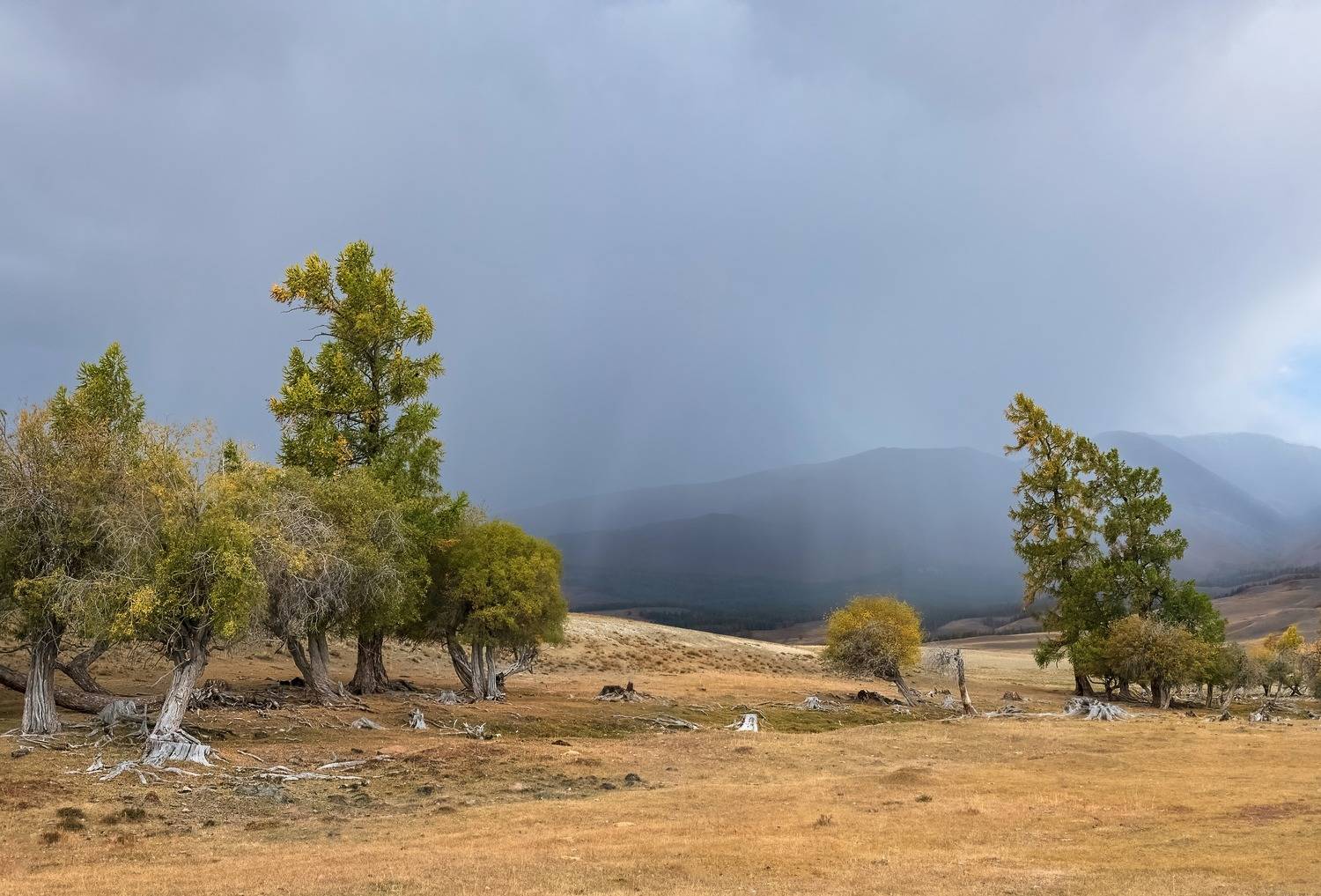 алтай 2023, непогода, осень, лиственницы, Фомина Марина