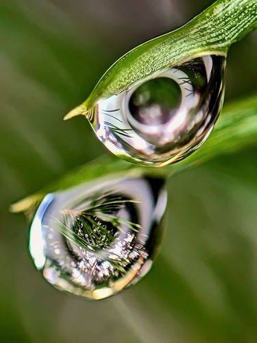 Лесные глазки