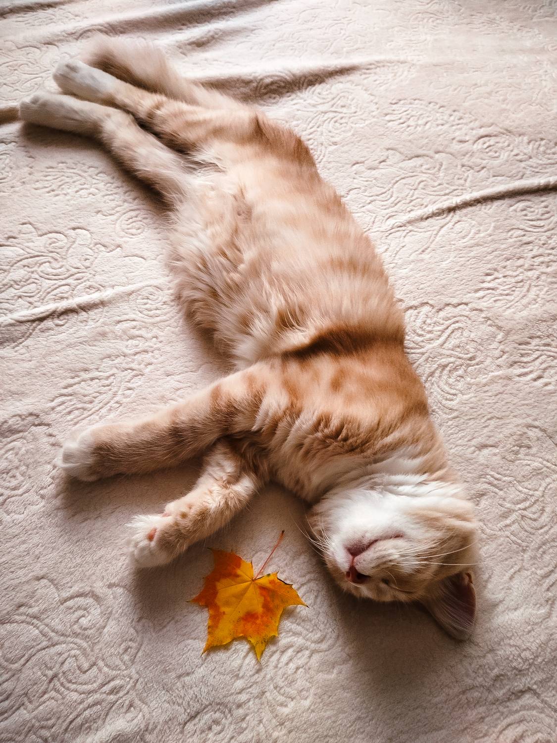 животные, природа, Olga Smirnova