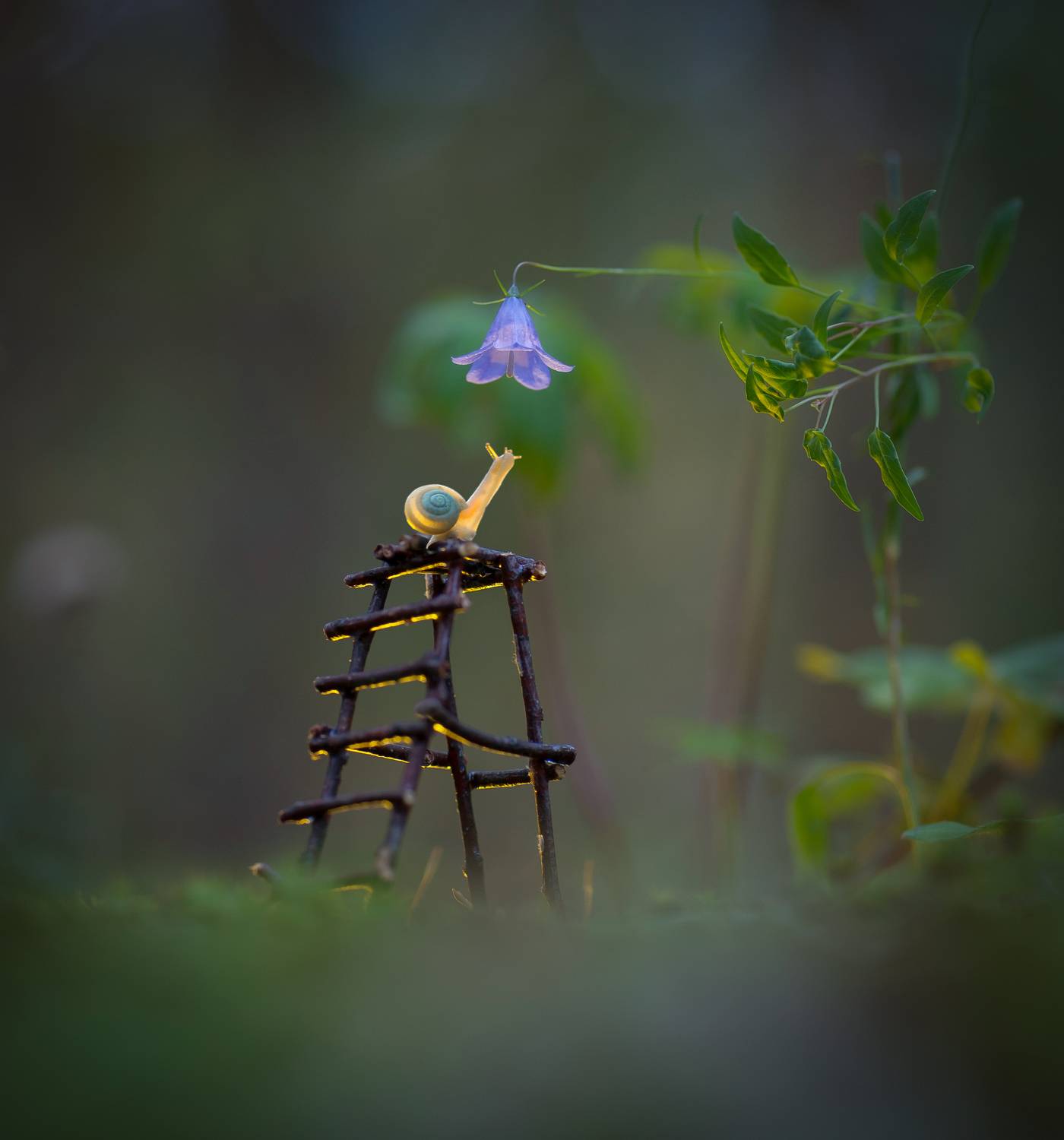 закат, улитка, макро, Александр Гвоздь