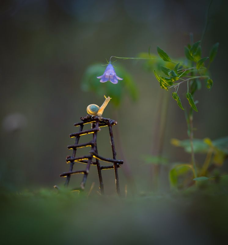 закат, улитка, макро Домашние заботы фото превью
