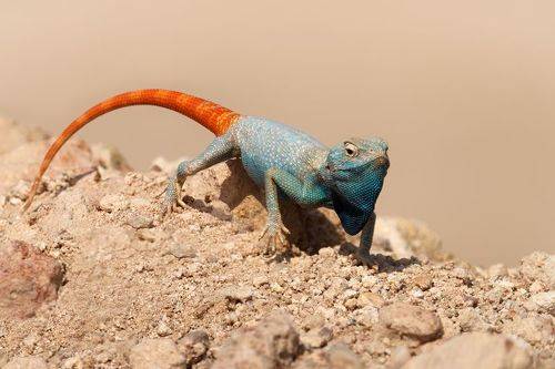 Yellow-spotted agama