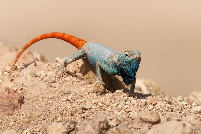 ящерица, животное, фотоохота, природа, агама Yellow-spotted agama фото превью