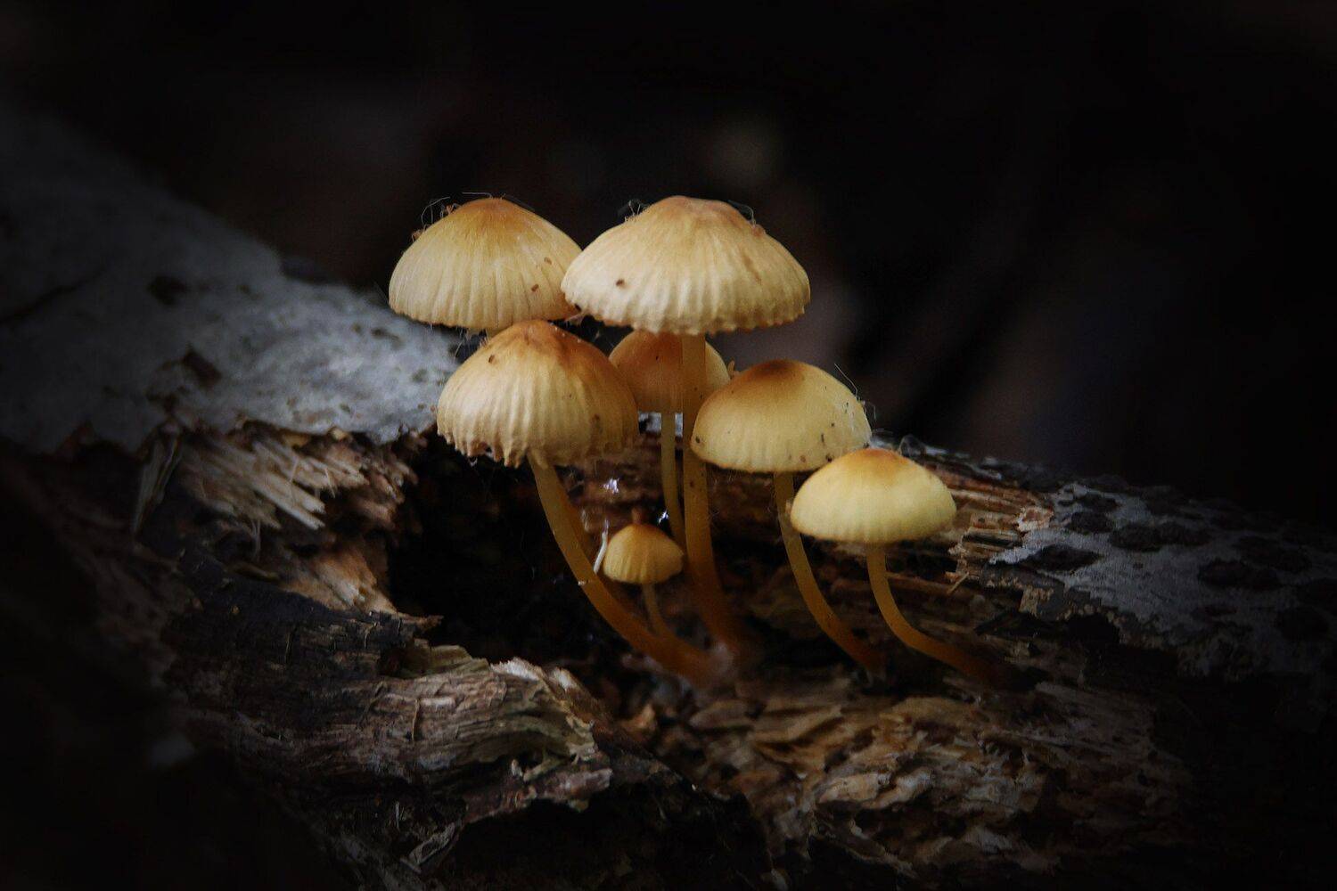 поганки,грибы,, Magov Marat