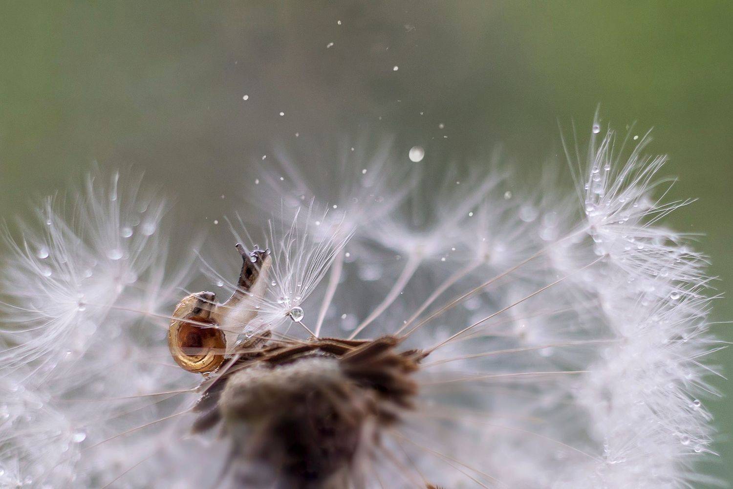 макро улитка, Мария Александрова