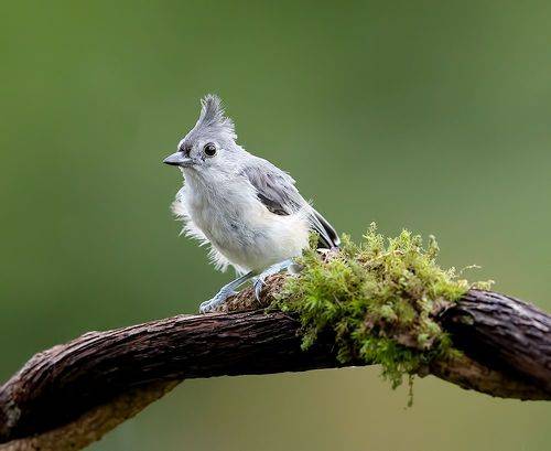 Tufted Titmouse -Острохохлая синица