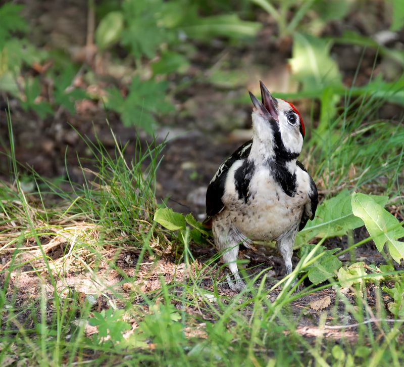 юный дятел. фото превью