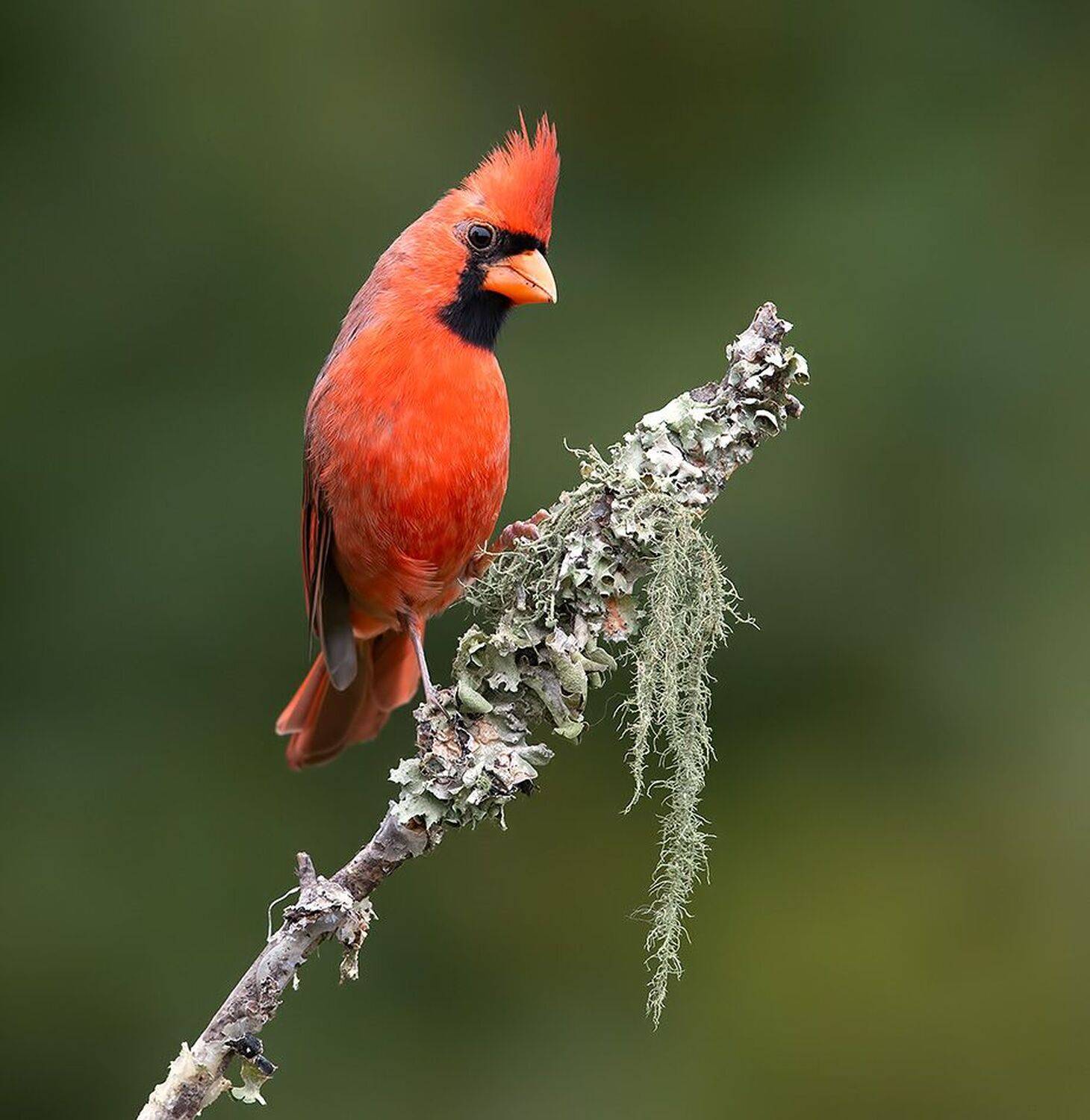 красный кардинал, northern cardinal, cardinal, кардинал, Etkind Elizabeth