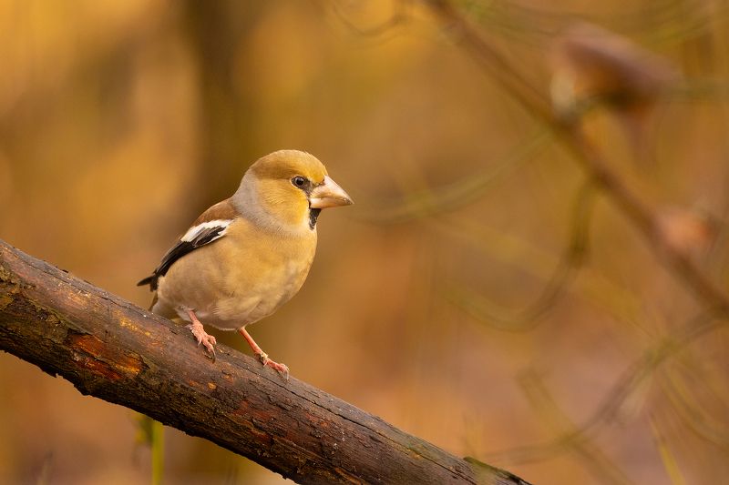 Hawfinch фото превью