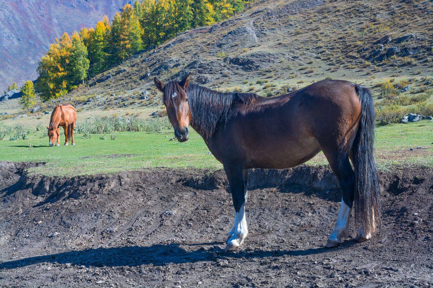 россия, горный алтай, лошади, Андрей Поляков