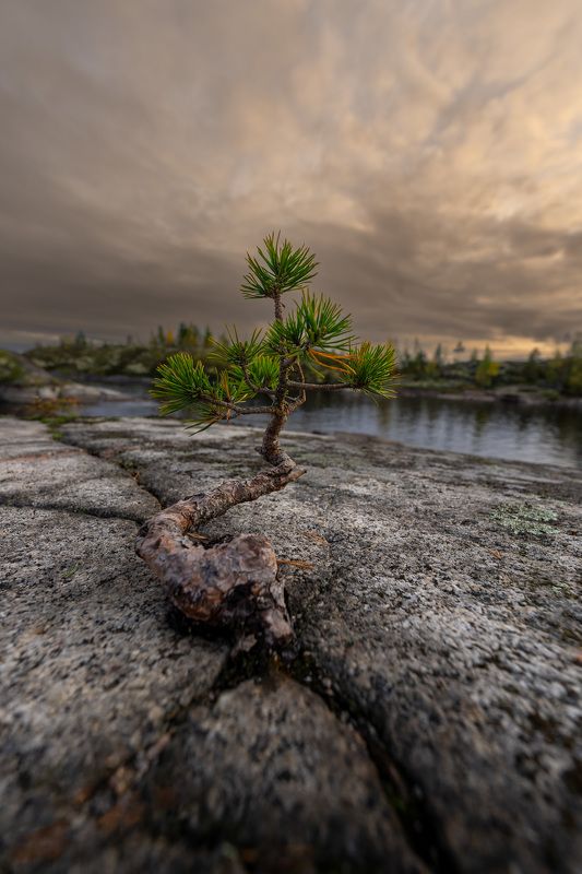 Ладога одинокая сосна фото превью