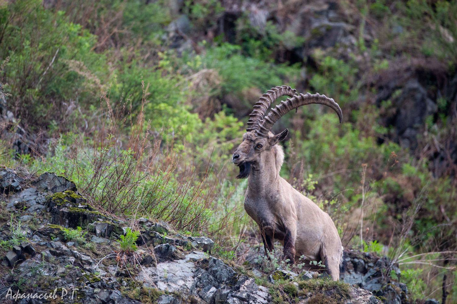 сибирский горный козел, козерог, красноярский край, Afanasev Roman