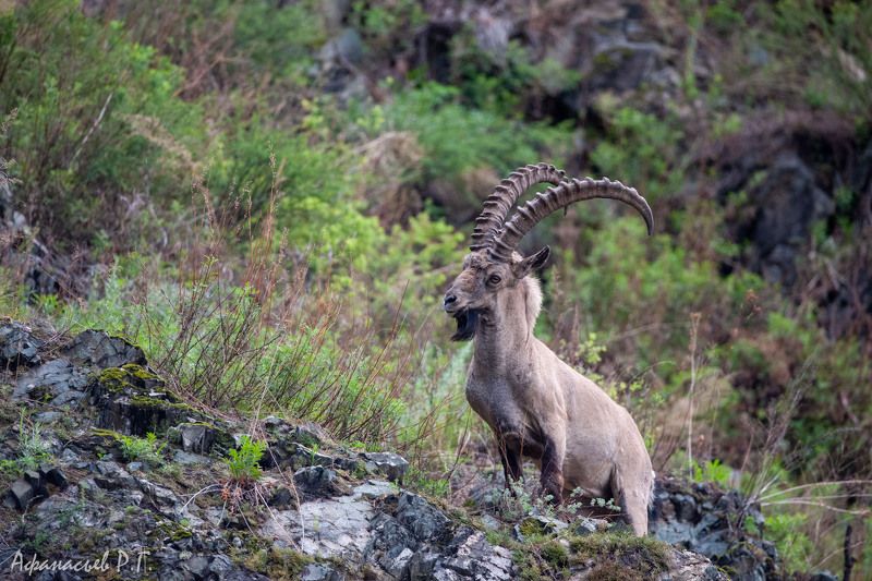 сибирский горный козел, козерог, красноярский край Горный козлик фото превью