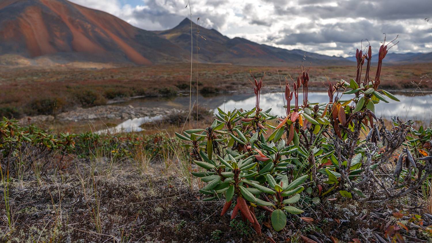 , Андреев Николай