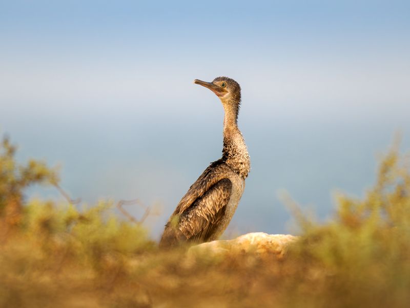 Socotra cormorant фото превью