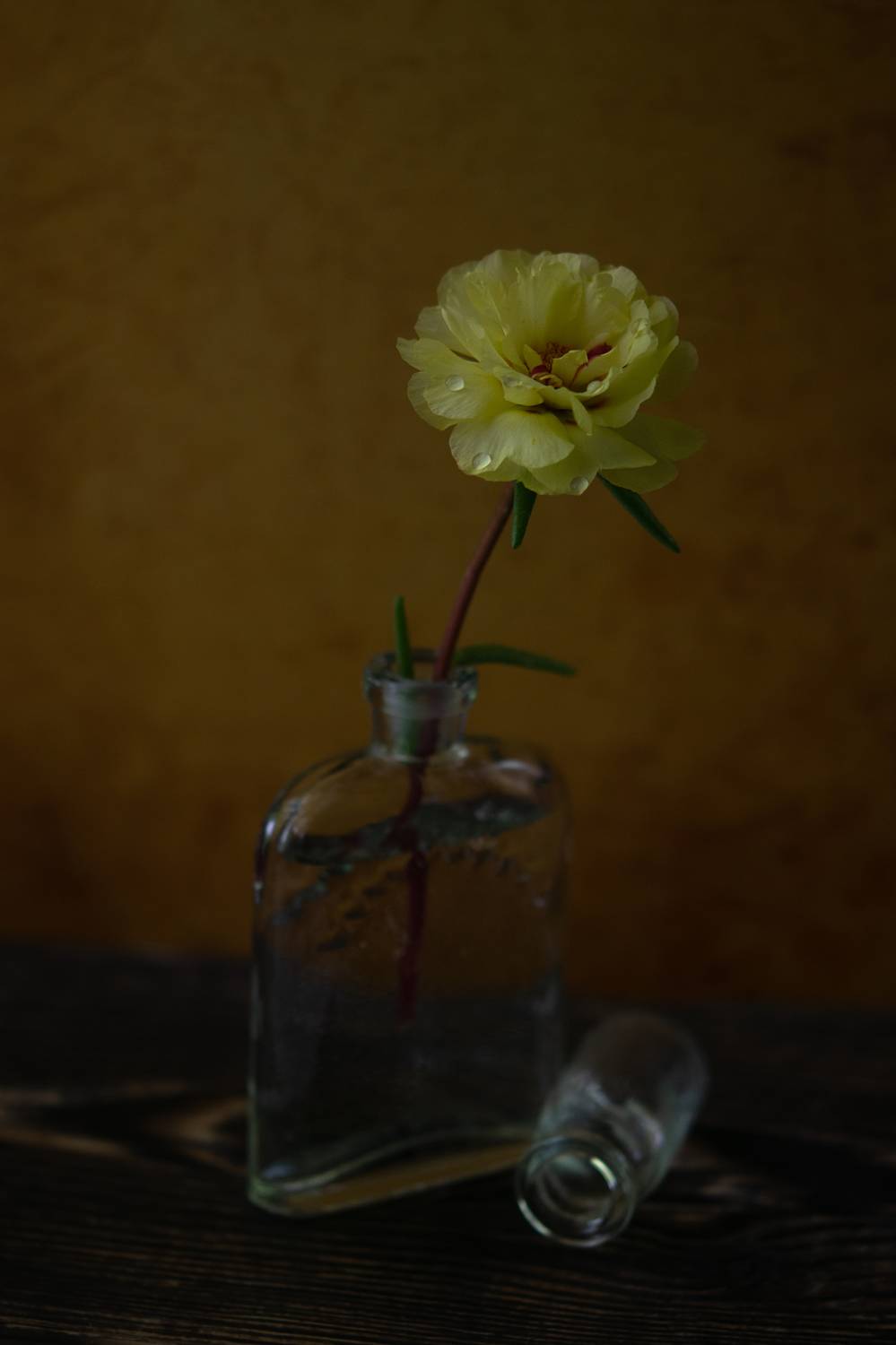 портулак,натюрморт,ставрополь, Денис Ветренко