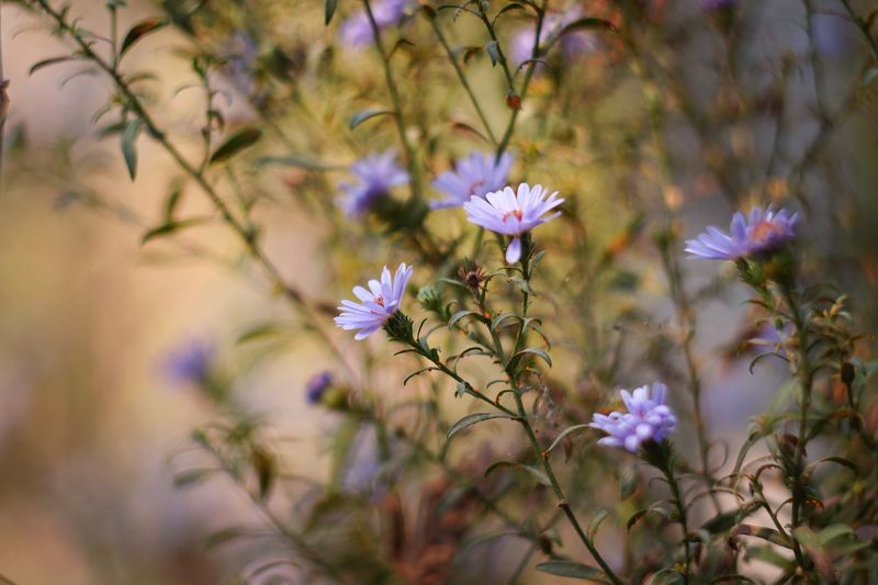 Осень во дворе фото превью