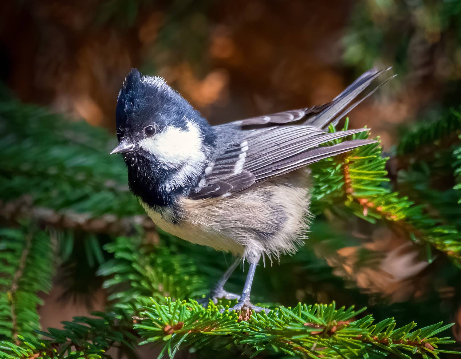 птицы, birdwatching, birds, фотоохота, лес, природа, nikon, Михаил Ездаков