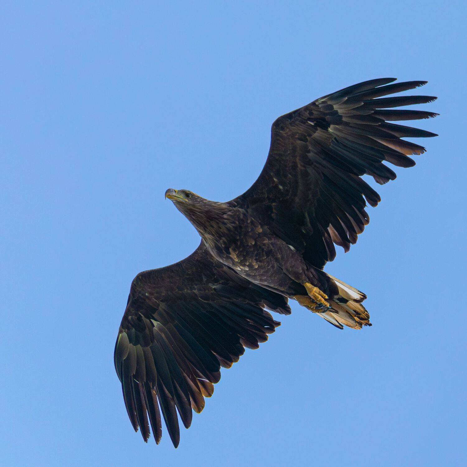 , Гильманов Артур