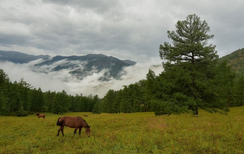 Утро на Алтае фото превью