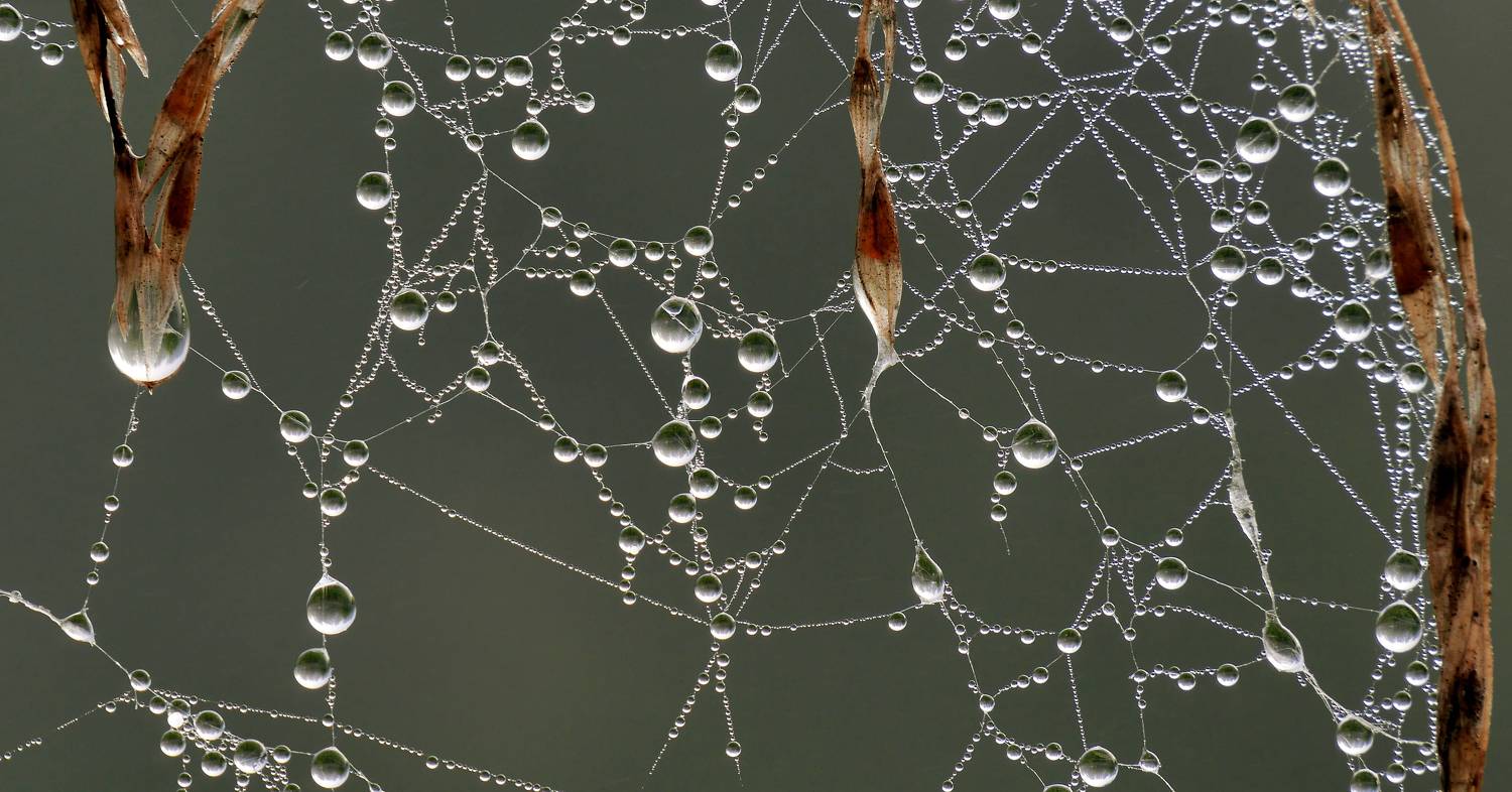 роса,паутина., sasha yudin