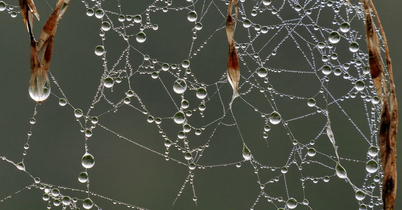 Жемчужные нити. фото превью