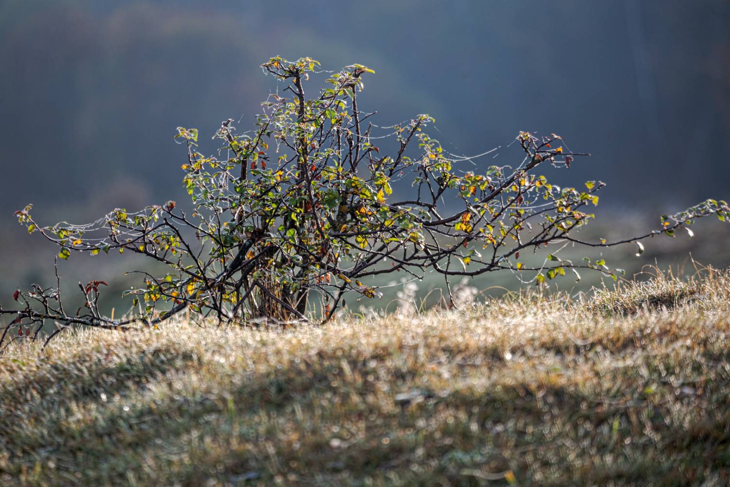 , Евгений Ерохин