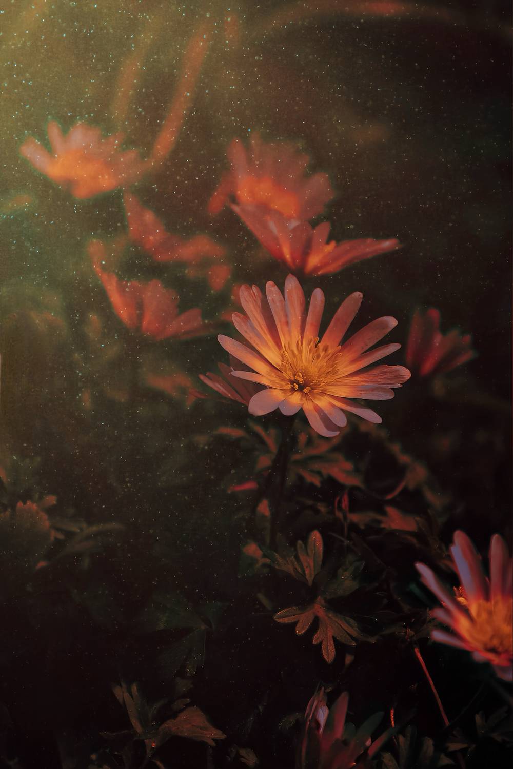 макро, macro, цветы, flower, лето, summer, Julia Kaissa