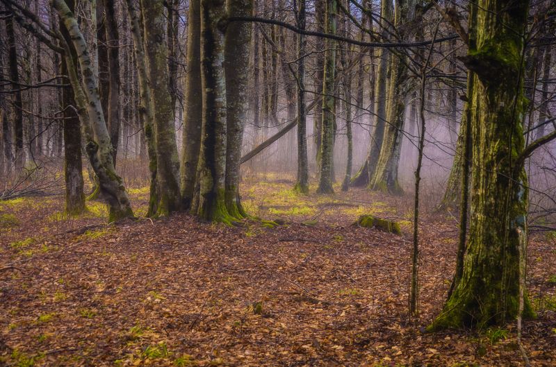 Поздняя осень фото превью