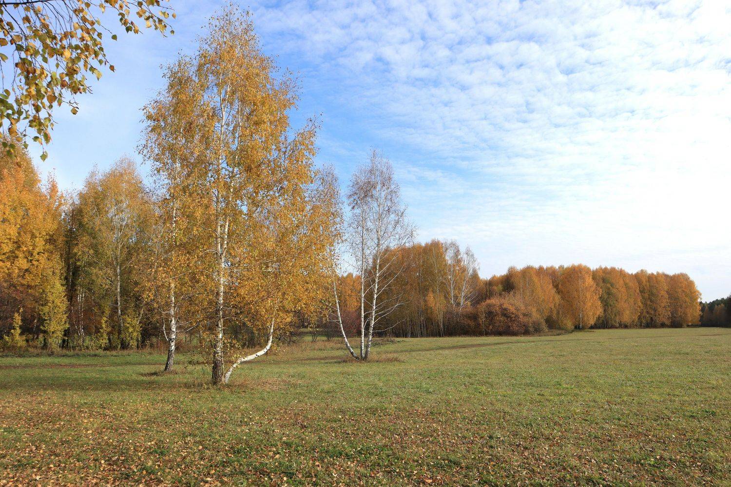 осень,природа,деревья,небо,облака, Козлова Галина