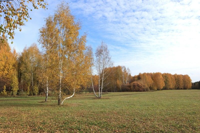 Золотые берёзки фото превью