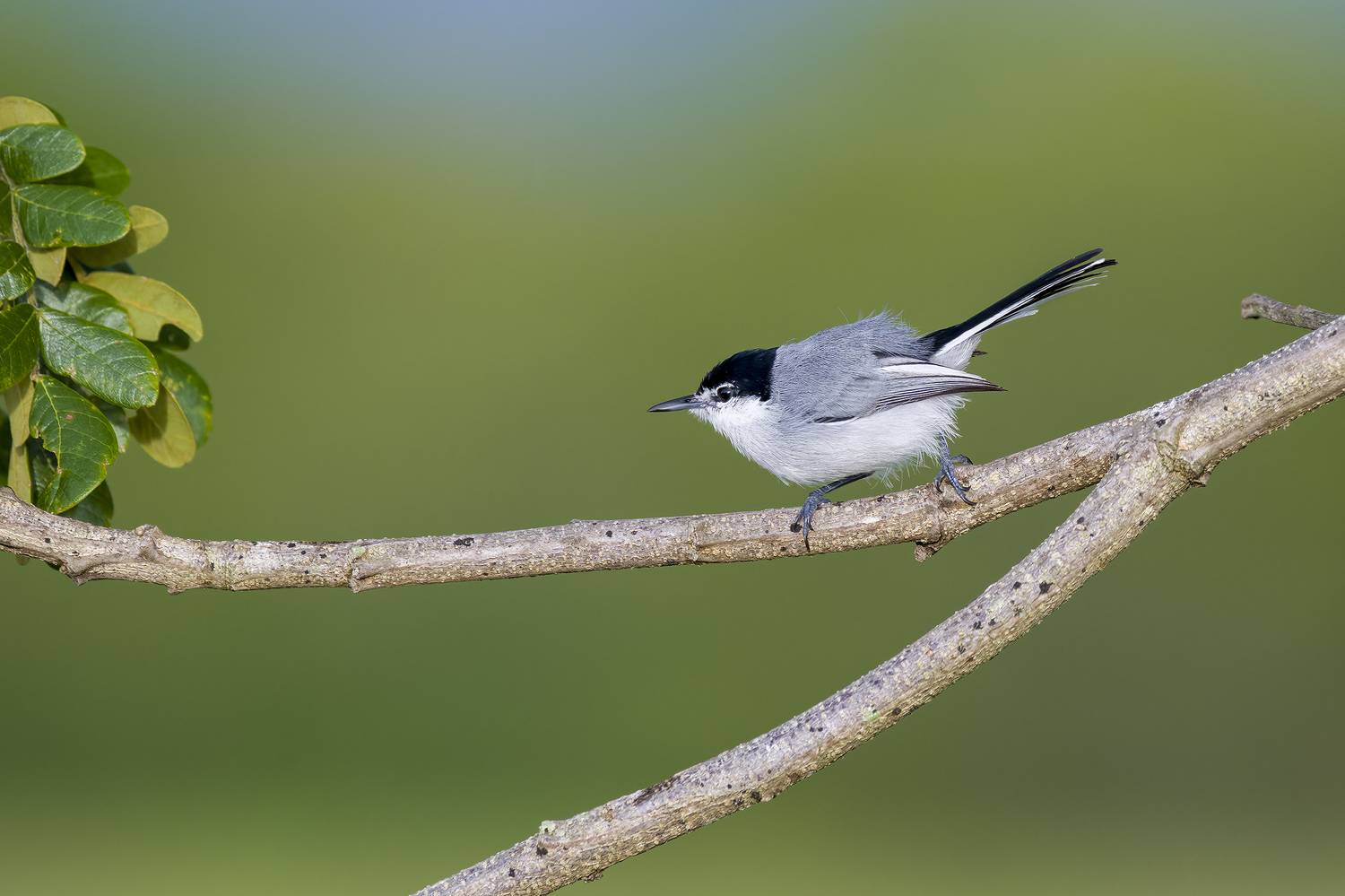 , Burgalin Sequeira Fernando