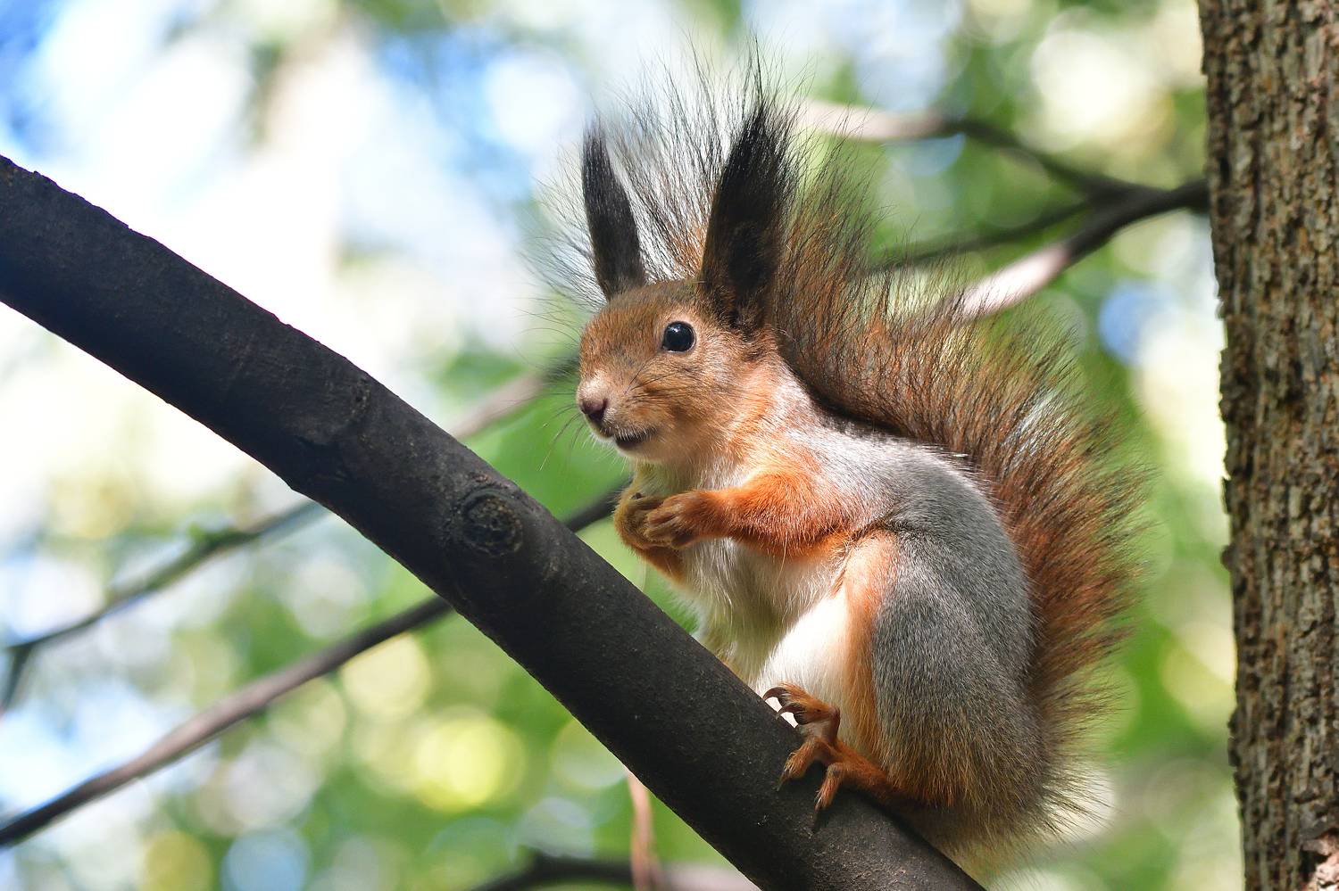 , Корнейчук Игорь