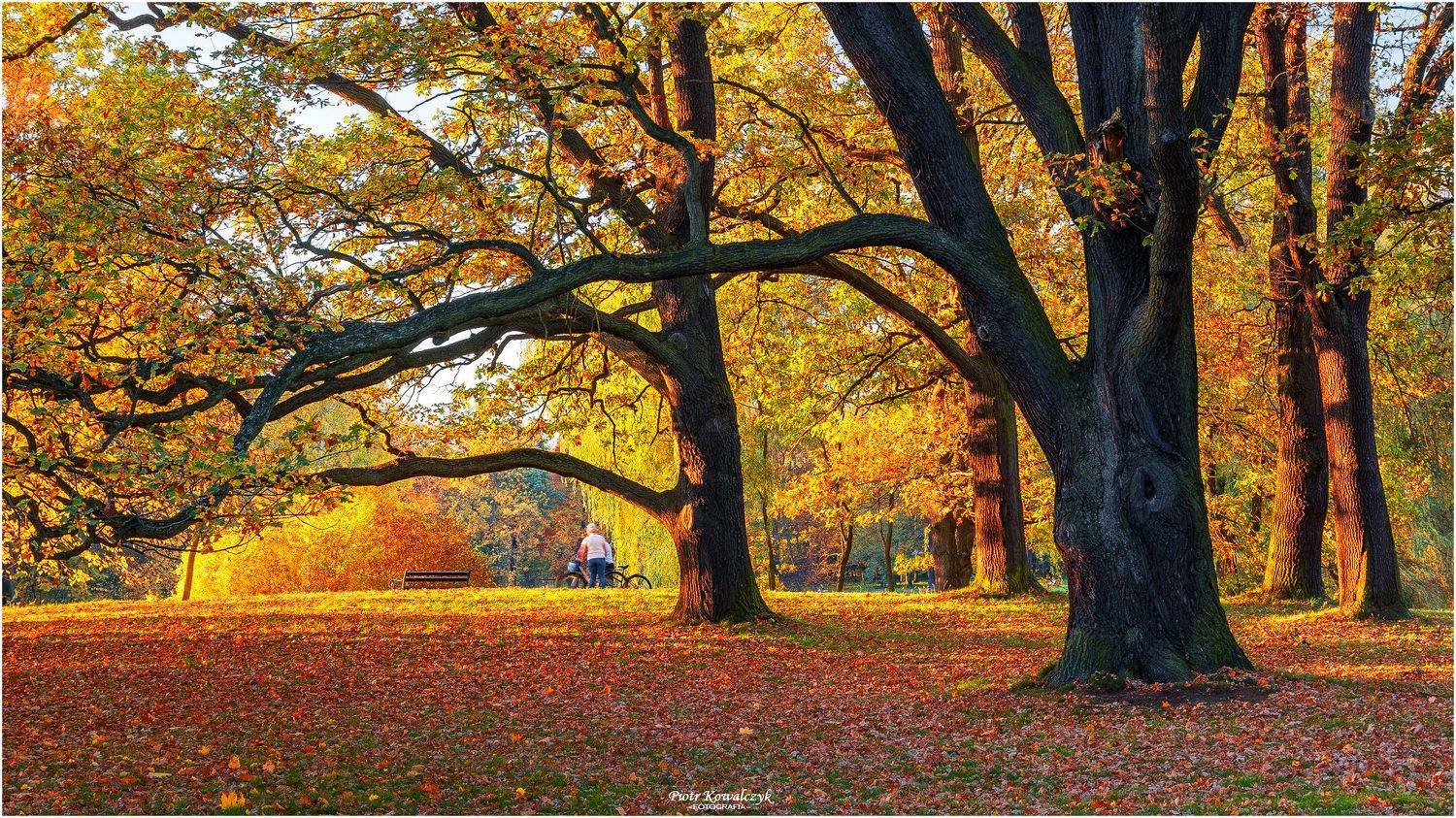 polska, drzewa, jesień, Kowalczyk Piotr