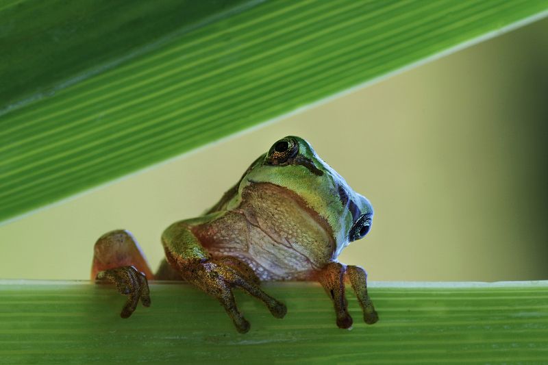 Le Frog фото превью